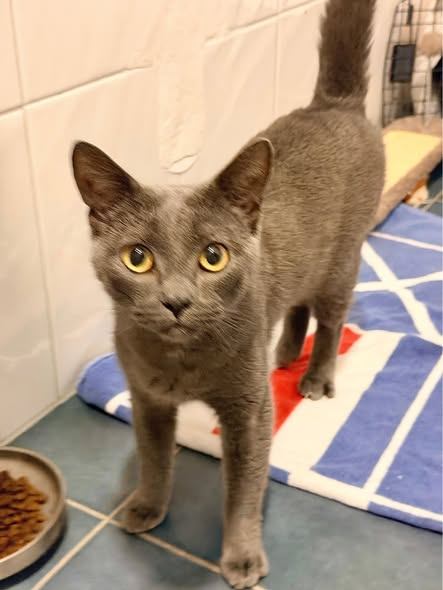 yolandaschultes's tweet photo. Emmerich · Großer Wall · 46446
Katze in einer Transportbox ausgesetzt
Kopie Pfötchen Freunde Viergarten
Wer kennt oder vermisst diese Katze ?
Gestern am Großen Wall in der Box ausgesetzt
+49 2822 9760630
pfoetchenfreunde@outlook.de https://t.co/bISujGGHnD