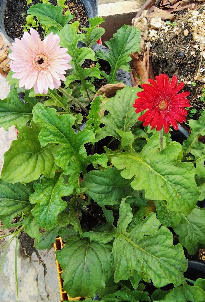 tanamkebun's tweet photo. Aku suka tanam gerbera ☝️🏵️

Bunganya awet https://t.co/wMpxjFFacE