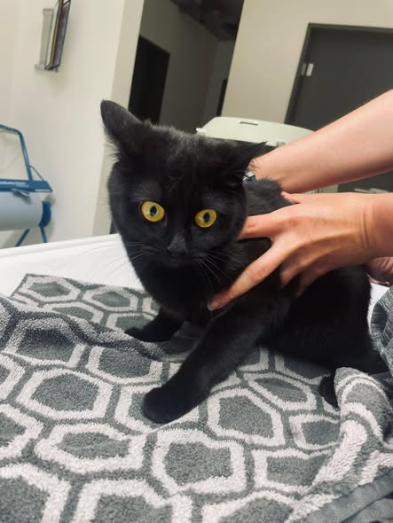 yolandaschultes's tweet photo. 67661 Kaiserslautern
Zwei Katzen in einer Transportbox ausgesetzt
Kopie Tierheim Kaiserslautern
Ausgesetzt vorm Tierheim!
Diese beiden weiblichen, noch jungen Katzen, wurden heute Morgen vor unserem Tierheim ausgesetzt.
Wir sind froh, dass sie wohlbehalten im Tierheim angekommen sind, denn es fehlte nicht viel, und die wackelige Boxentür wäre aufgegangen.
Wer kennt die Tiere bzw. kann etwas zu ihrer Herkunft sagen?
+49 631 3503667