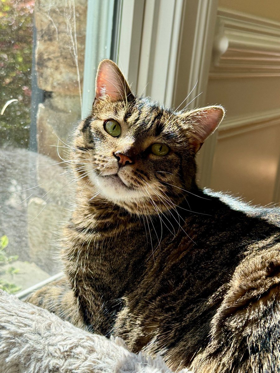 MissyBBBobtail's tweet photo. When you worked an 8-hour neighborhood watch shift to protect your family and absolutely NO ONE said thank you, not. even. once? https://t.co/qsE2rPmauR