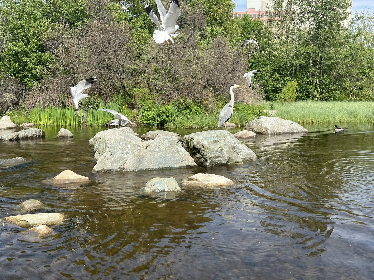 annieroadend's tweet photo. Vi prøver litt blant fuglene i parken 🦤 https://t.co/3aC0SUX4qo