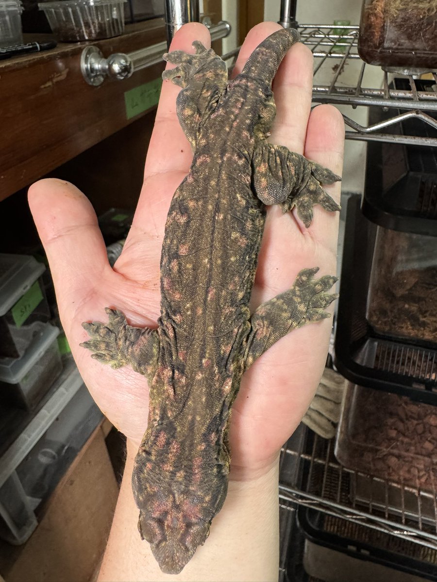 Lizard3917's tweet photo. Goro 色々

特に写真写りが悪いロカリティ https://t.co/c92K9waLyh