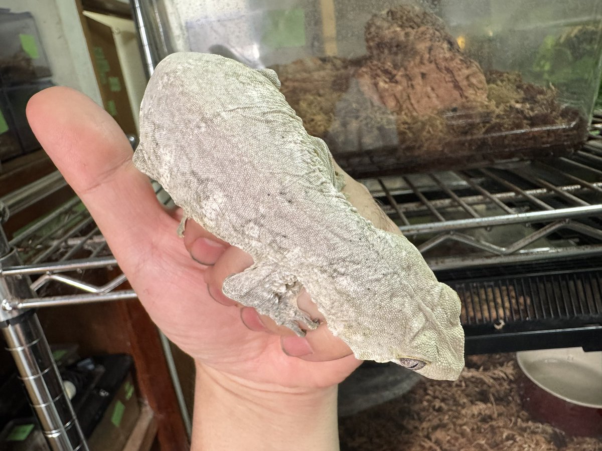 Lizard3917's tweet photo. Goro 色々

特に写真写りが悪いロカリティ https://t.co/c92K9waLyh