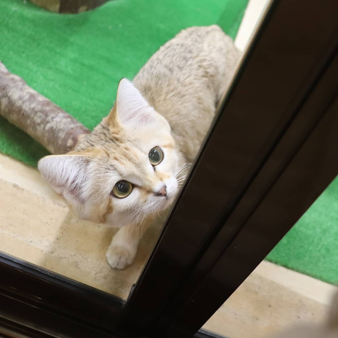 sandcatbot's tweet photo. https://t.co/R2g9rWRFO2