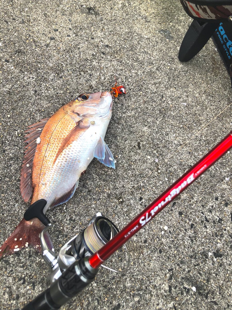 Wild_Heads's tweet photo. よっしゃぁぁぁあああっ！！
真鯛釣ったどぉぉおおおおおお！！

「わしに任せろゆうたろぉぉ金丸竜司ぃぃぃいいい！！！」😆w

【かめや釣具八木店】へ応援に行けなかったのでスミス辻本先生バジルールにルーディーズ金丸竜司くん魚子ラバで真鯛を釣りました！👍✨ https://t.co/QbtsKafcjK