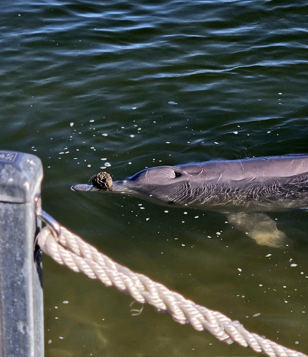 mhwbook's tweet photo. TIN CAN BAY DOLPHIN FEEDING https://t.co/znSu6cA4oJ