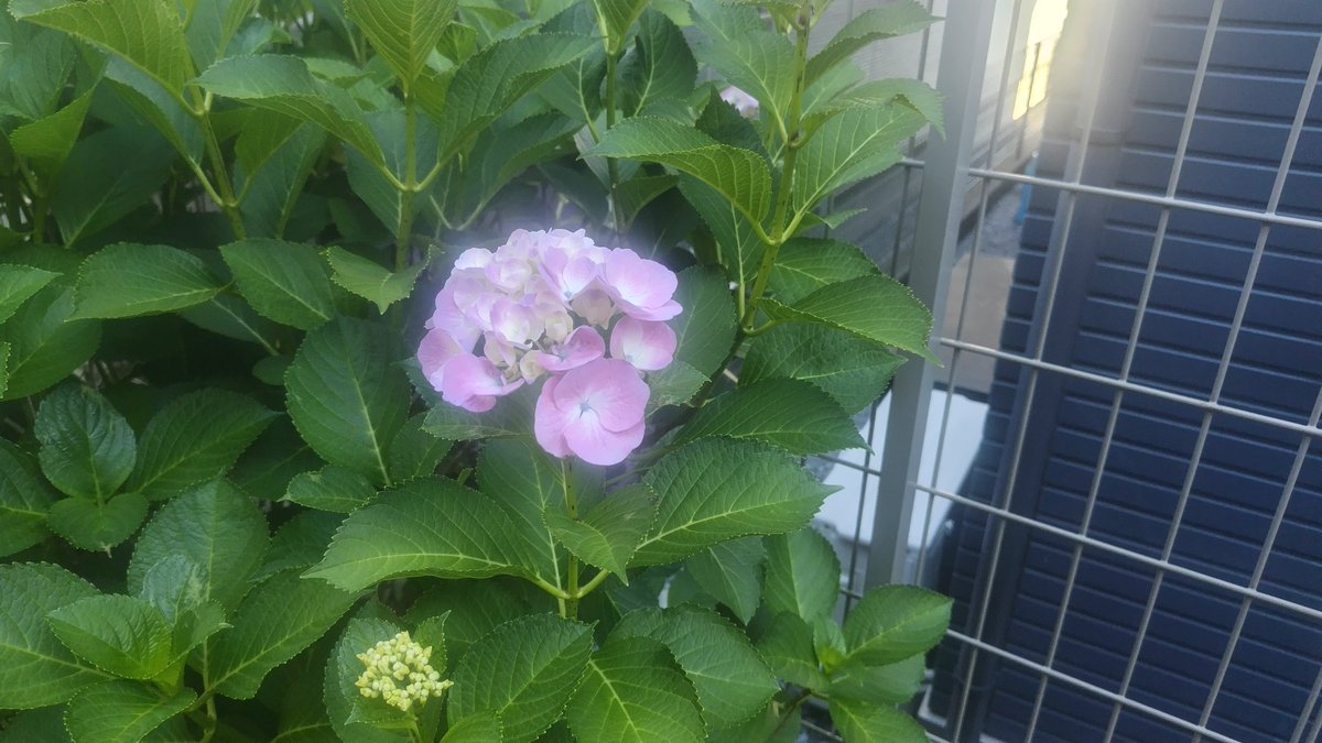 ayagukai's tweet photo. 仕事から帰ったら庭のえらぶゆり（テッポウユリ）と紫陽花が咲き誇ってましたよ🐽👃 https://t.co/tFt1cxYgvp