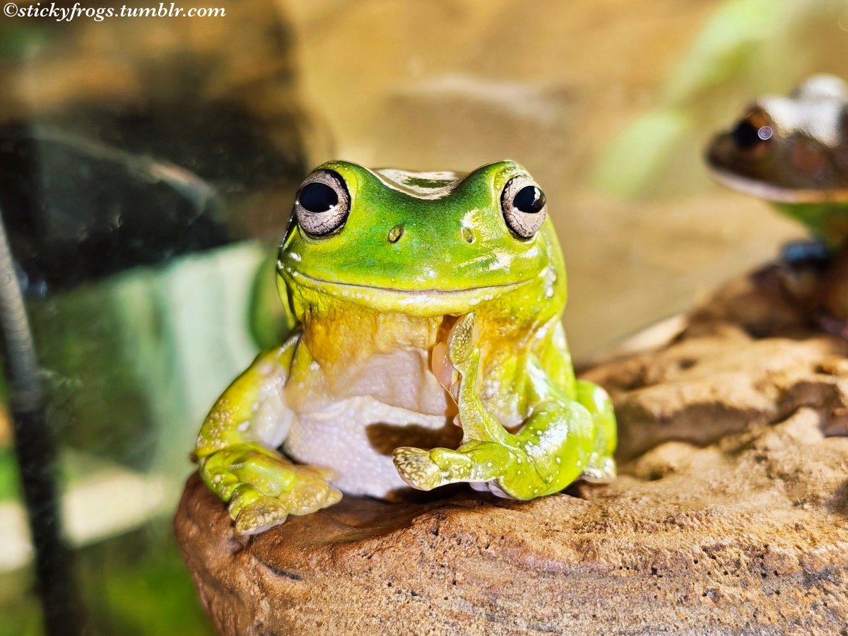 FROGGISH tweet media