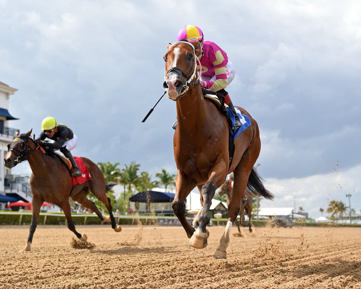 LNJFoxwoods's tweet photo. Congratulations to VANDERBILT trainer @bradcoxracing jockey @zayas_edgardo and our partners @whisper_hill @Gainesway breaking his maiden @GulfstreamPark 🩷💛🤎🤍💙💛

 📸 @coglianesephoto https://t.co/kCgcE5q1Ts
