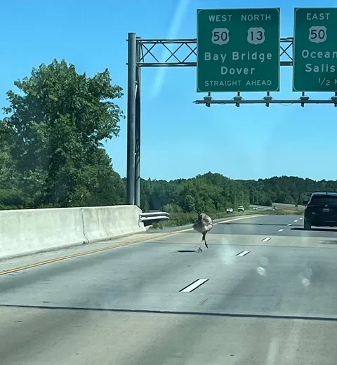 Eastern Shore Undercover ® tweet media