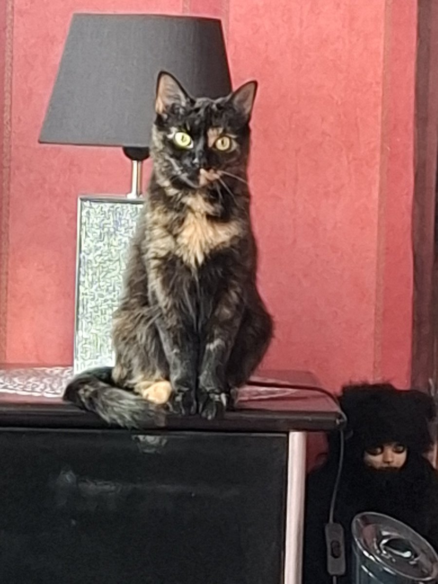 within55's tweet photo. Mijn meisie is vandaag 10 jaar geworden 🖤🖤🖤🖤🖤🖤🐈‍⬛🐈‍⬛👑🫶😘 https://t.co/wmJO6hLt8L