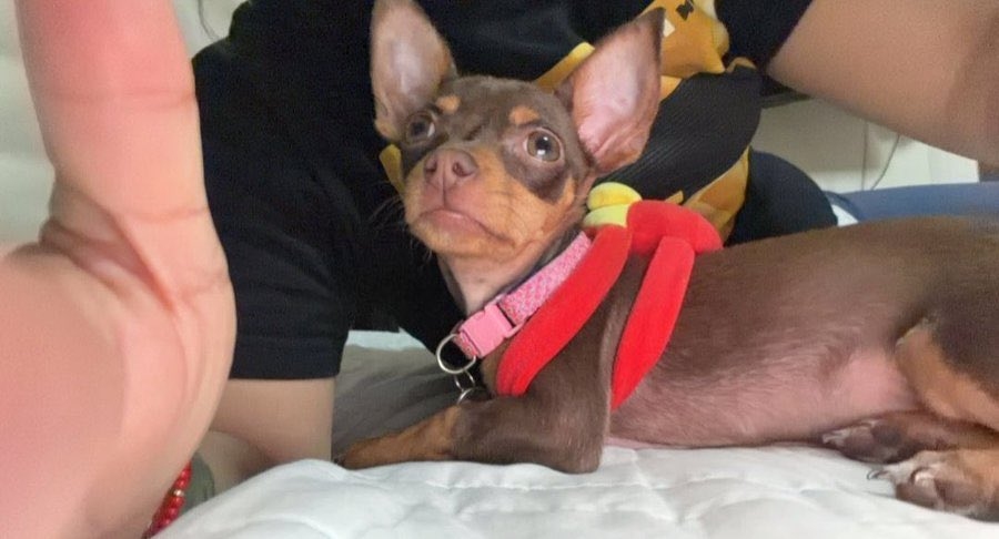 adnnoticiasmx's tweet photo. ¡AYÚDALA A VOLVER A CASA! ⚠️🐶 Buscan a la perrita 'Moka' que presuntamente fue robada por un hombre en #Puebla luego de que en un descuido la mascota salió de su domicilio https://t.co/BpjBkQ5yoQ