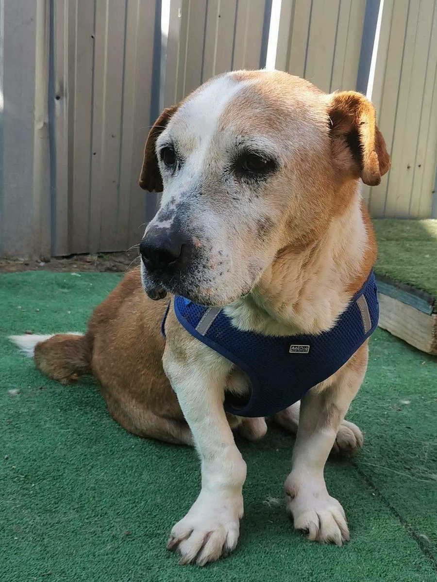 Rescue dogs for rehoming tweet media