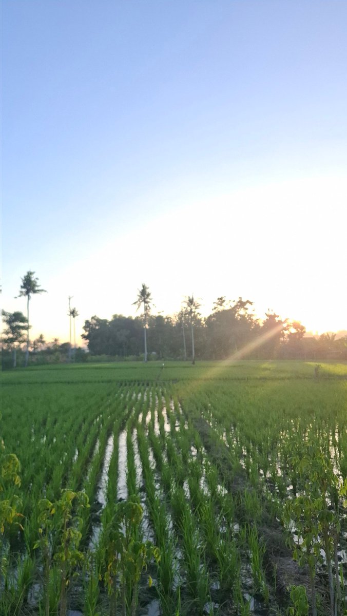 AbnerWawan's tweet photo. sawah (obyek) itu netral, tapi narasi yg menyertainya subyektif

contoh narasi positif:
hasil sawah (beras) menghidupi spesies manusia selama inter generasional

contoh narasi negatif:
pembukaan hutan untuk sawah merenggut lahan hidup hewan² aslinya https://t.co/e7Dm8OB8pl