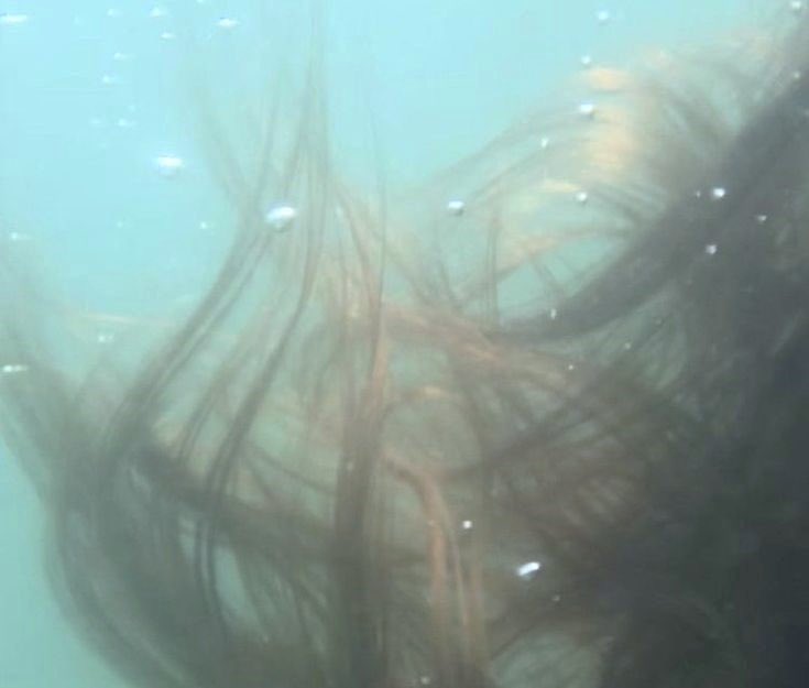 WildEarthjpeg's tweet photo. mermaidcore https://t.co/QyndKeOolo