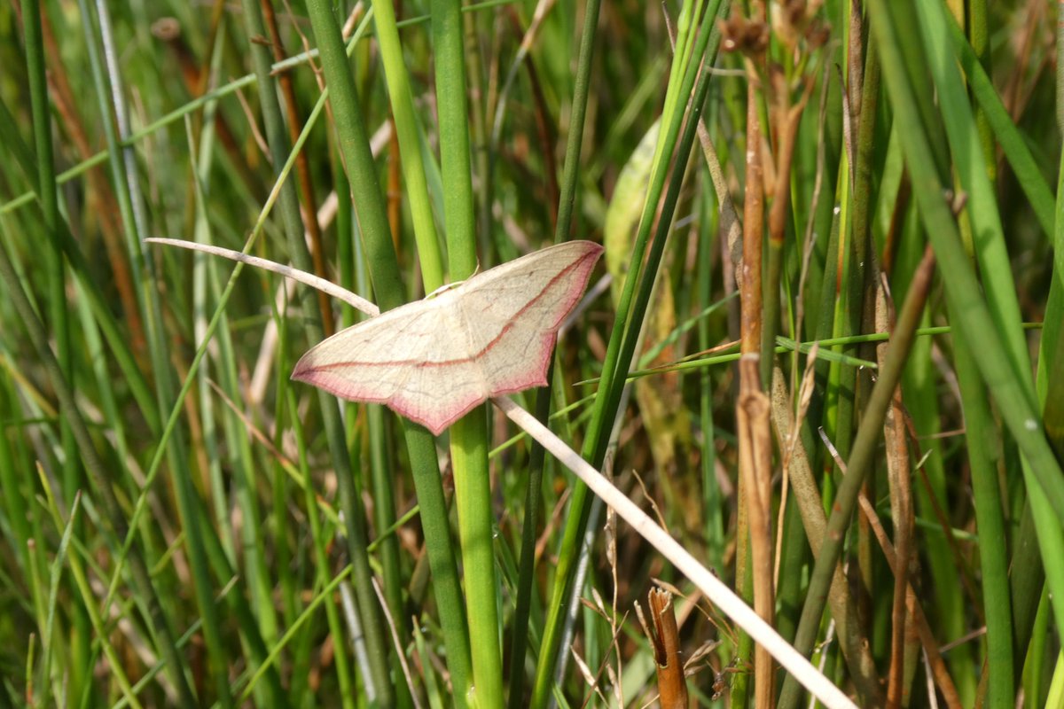dvanduuren1's tweet photo. May Moths Photo Challenge
from: @maryvanderes
Today's Choice:
- Blood Vein -
See/read more:
https://t.co/9DmYibwkfn
#Meimotten #Lieveling #PhotoChallenge #Dag30 #fun #day30 #Blood_vein #NaturePhotography #Inspirational #NatureVibes https://t.co/5s3AkASCaK