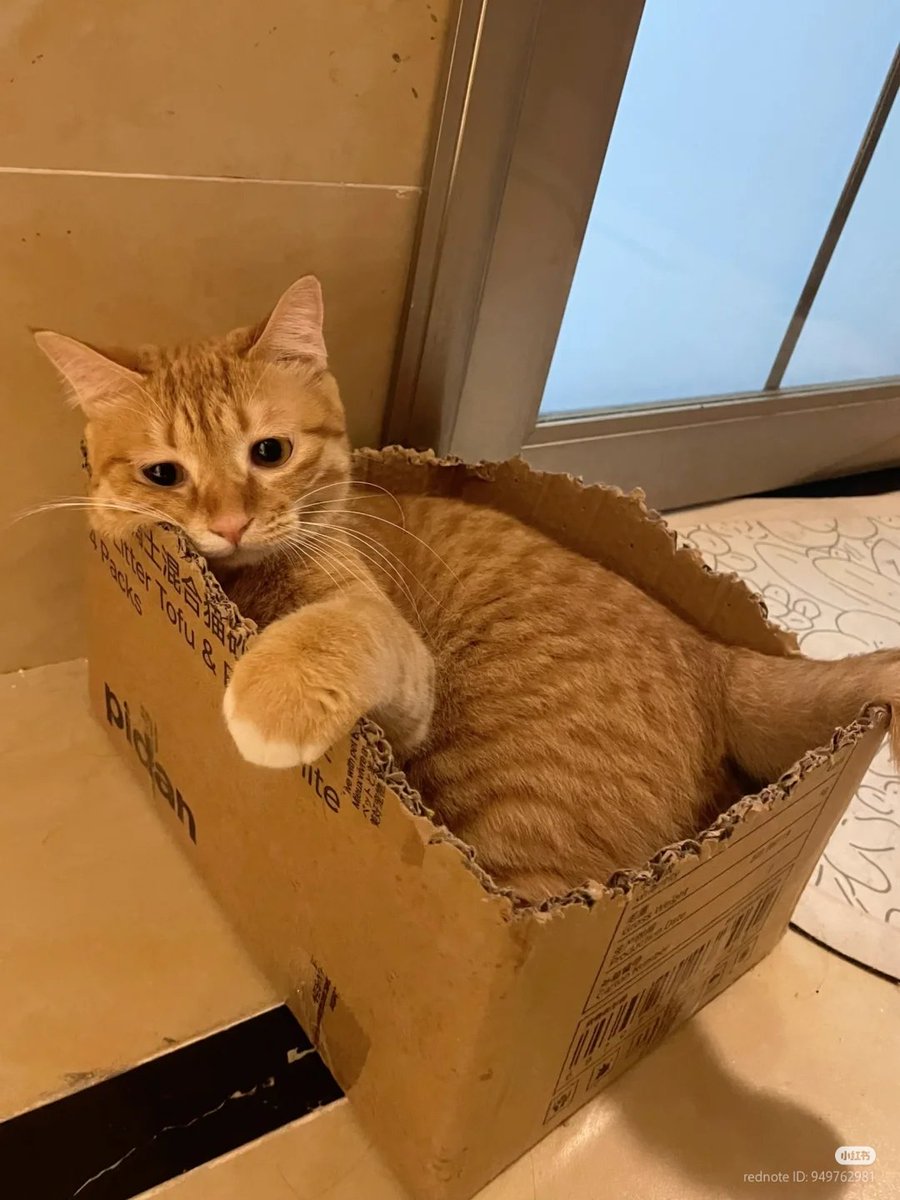 nocontextscats's tweet photo. Why so sad? https://t.co/LYCfwXFvUJ