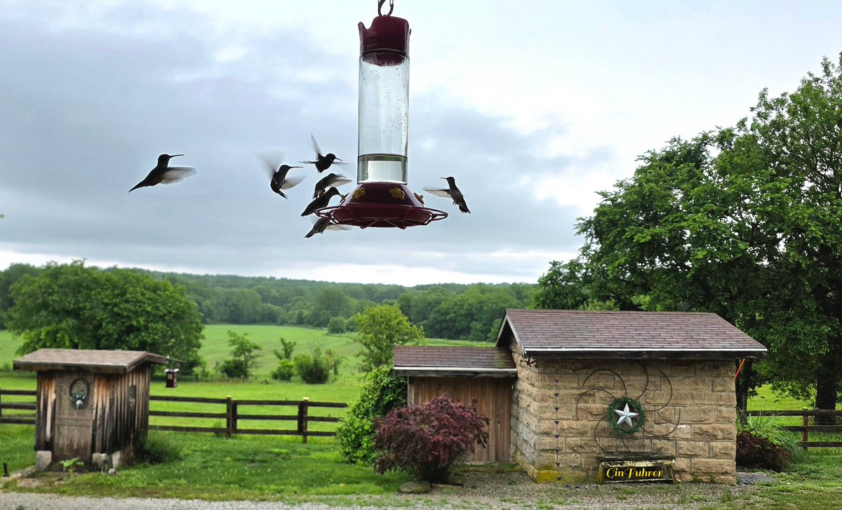 ginfuhrer1's tweet photo. @NickBenderKMBC @JacobLanierWx @fox4wx thunderstorms, light rain doesn't slow down our Ruby-throated Hummingbirds this morning, . . Leavenworth County ~ https://t.co/oSOJpIvsya