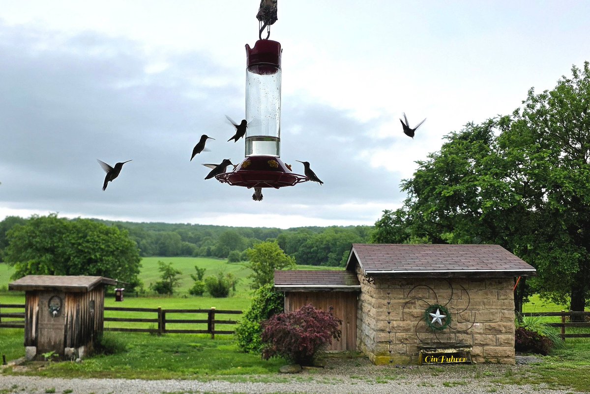 ginfuhrer1's tweet photo. @NickBenderKMBC @JacobLanierWx @fox4wx thunderstorms, light rain doesn't slow down our Ruby-throated Hummingbirds this morning, . . Leavenworth County ~ https://t.co/oSOJpIvsya