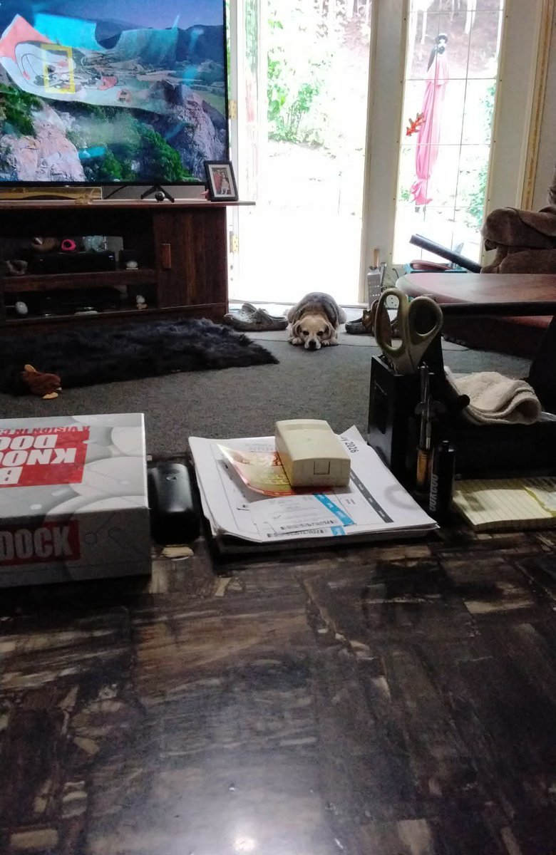 BPawlyshyn's tweet photo. At grandparents for the weekend. I can tell you that I am spoiled rotten and run this house like it’s my own! 😈🤣🤣❤️🐶 https://t.co/1YpIl7cihJ