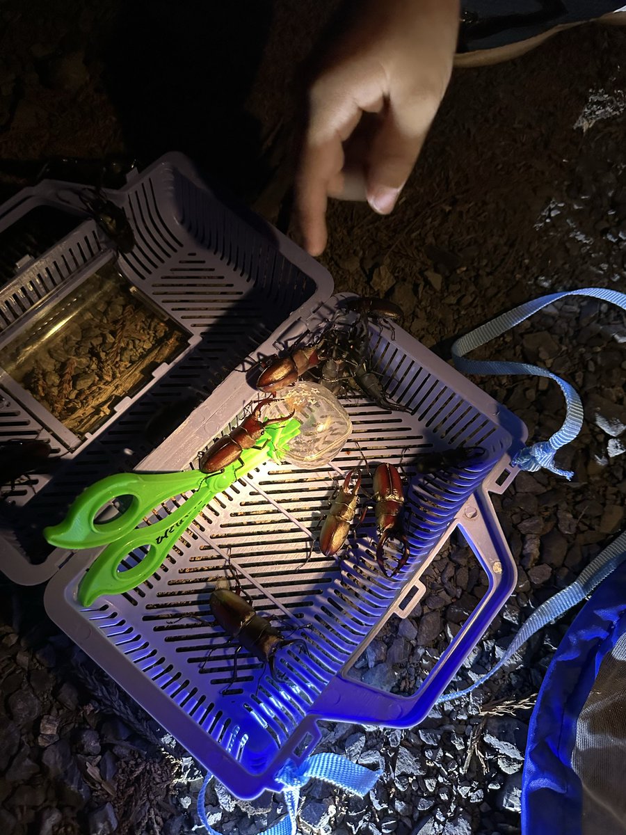 obachancar6's tweet photo. クワガタ沢山捕まえたので逃してきた。 https://t.co/pMuc2nDncs