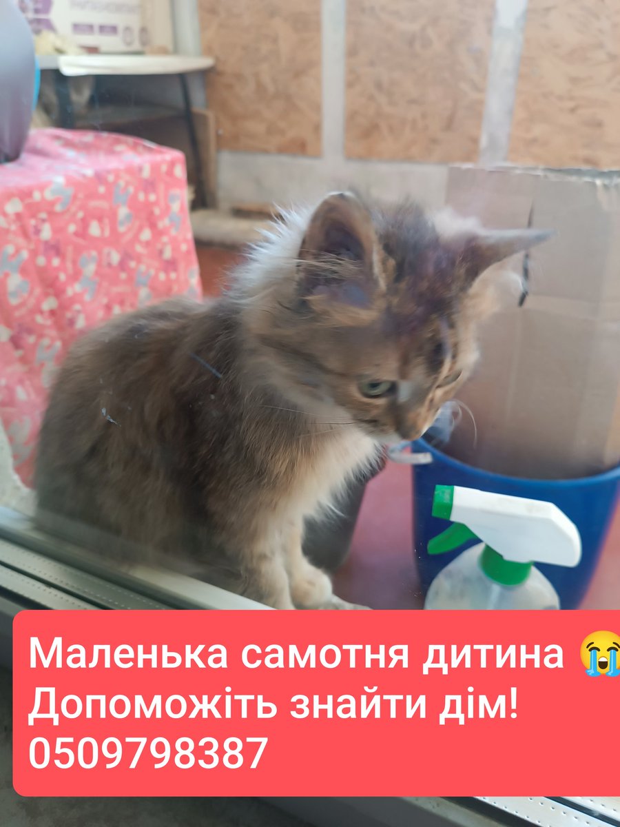 innet08's tweet photo. Ви знаєте, як виглядає самотність? Коли немає домівки. Коли приходять щоб погодувати, хвилин на 5, а потім знову наодинці. Це боляче. ДОПОМОЖІТЬ ЗНАЙТИ ДІМ! Харків 
Дівчинка, близько 3 міс, оброблена від паразитів, ходить на лоток. 
Дзвоніть, вона так сумує наодинці.
0509798387 https://t.co/REABqK0xvF