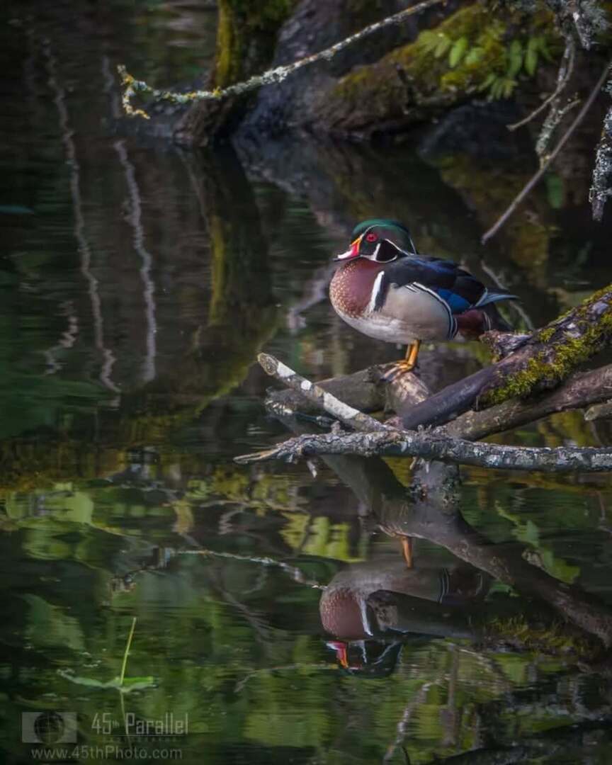 45thPhoto's tweet photo. Light, reflection, and a touch of wild elegance. The wood duck: part bird, part watercolor painting. 
. 
#45thphoto #woodduck #nature #wildlife #bird https://t.co/HwfQhKQ3Bh https://t.co/SHcAyqdsH0