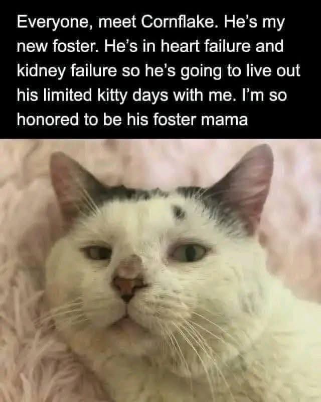 Cats and Kittens tweet media