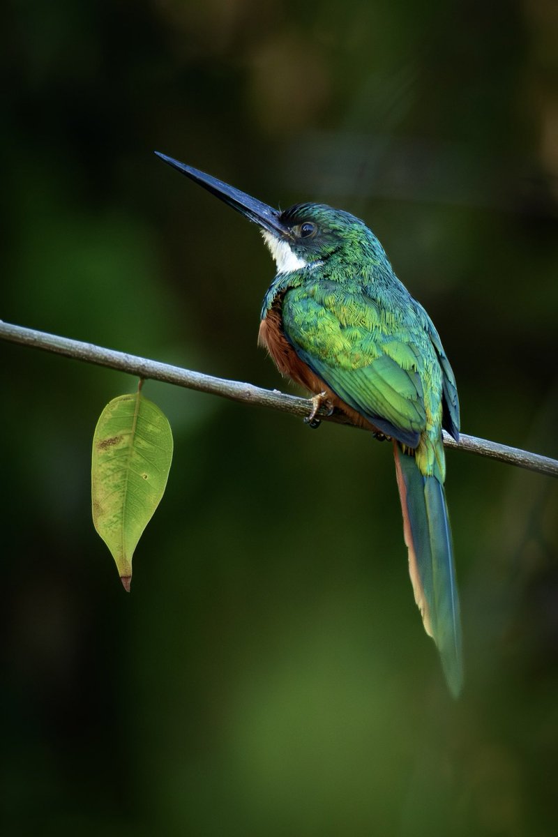 GermanAmbTTO's tweet photo. Some more of my favourite Bird pictures shot right here in amazing 🇹🇹 Trinidad and Tobago! @exploretrinidad #trinidadandtobago https://t.co/BqLxZ3Bh82