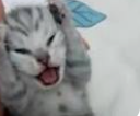 Random Cat (Sin Limit) tweet media