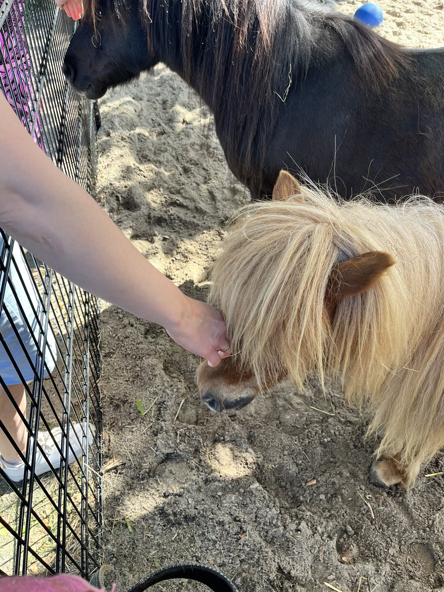 SGPOldebroek's tweet photo. Vandaag was de opening van de kinderboerderij ‘de Bovenweide’ bij het Boerderijmuseum.

Prachtig wat al deze vrijwilligers hebben neergezet!

#Oldebroek #kinderboerderij https://t.co/6N37h8EO2O