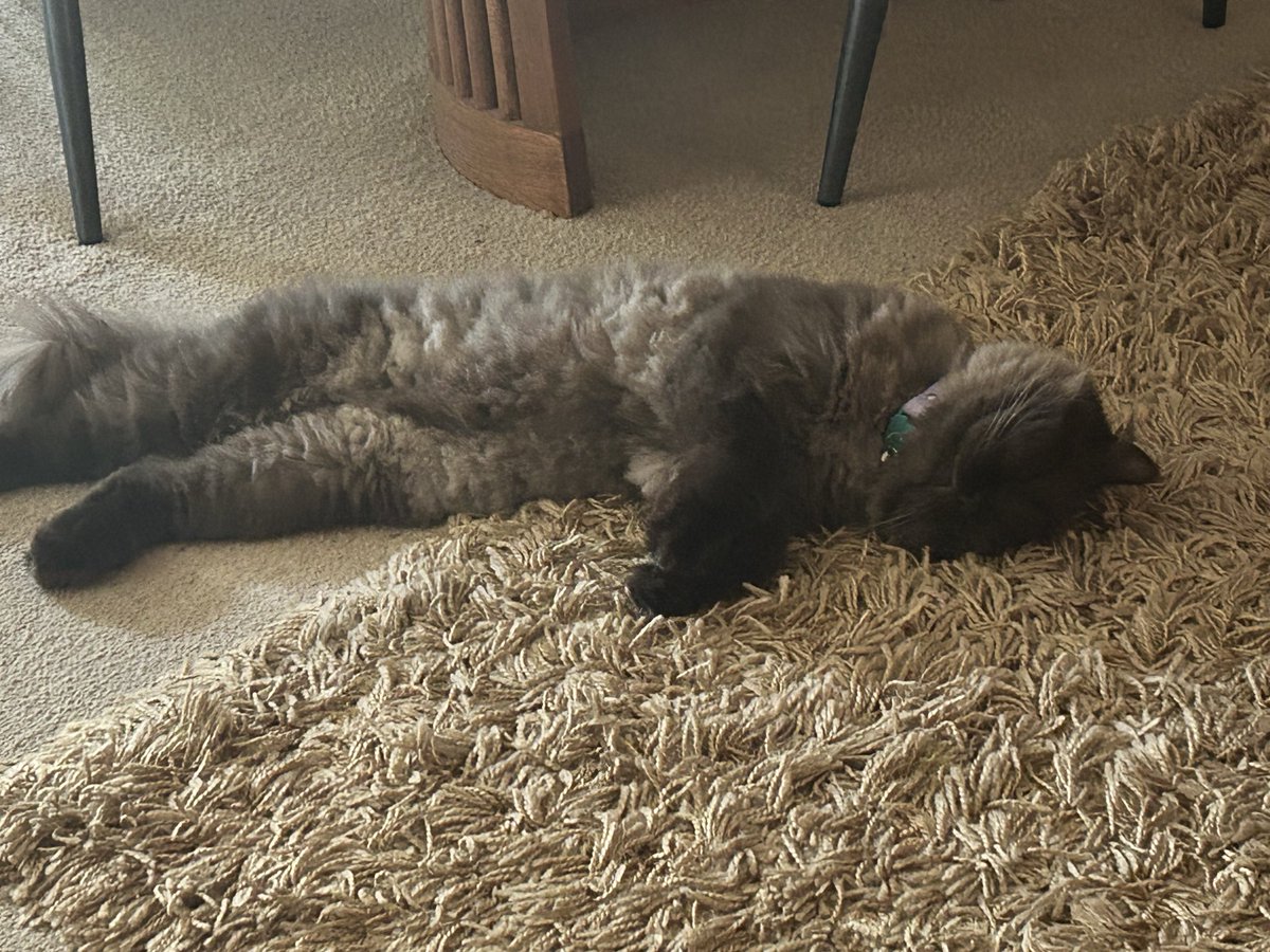 8Enkay's tweet photo. The floof hath meltith https://t.co/6ckWPOEOct