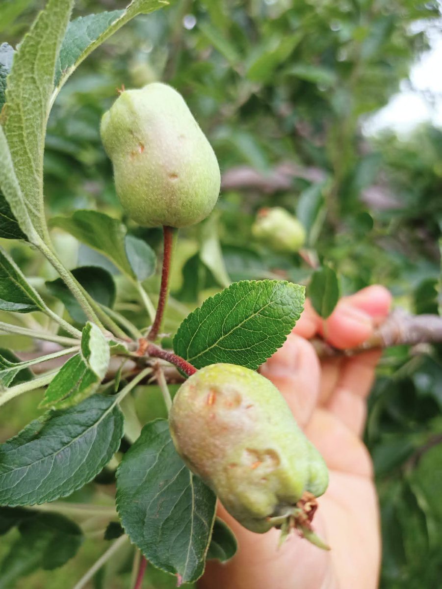 adv_kullay's tweet photo. The recent hailstorm in several areas of Shopian has caused heavy damage to apple orchards, leaving our growers distressed.

During my meeting with Hon’ble Chief Minister @OmarAbdullah Sb on 25/05/2026, I urged him for the speedy implementation of crop insurance for apple growers. I have repeatedly raised this issue in the Assembly and will continue to pursue it, as crop insurance is essential to protect our orchardists from recurring losses caused by natural calamities.