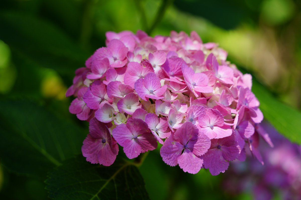 カラフルな紫陽花達 #紫陽花 #photos