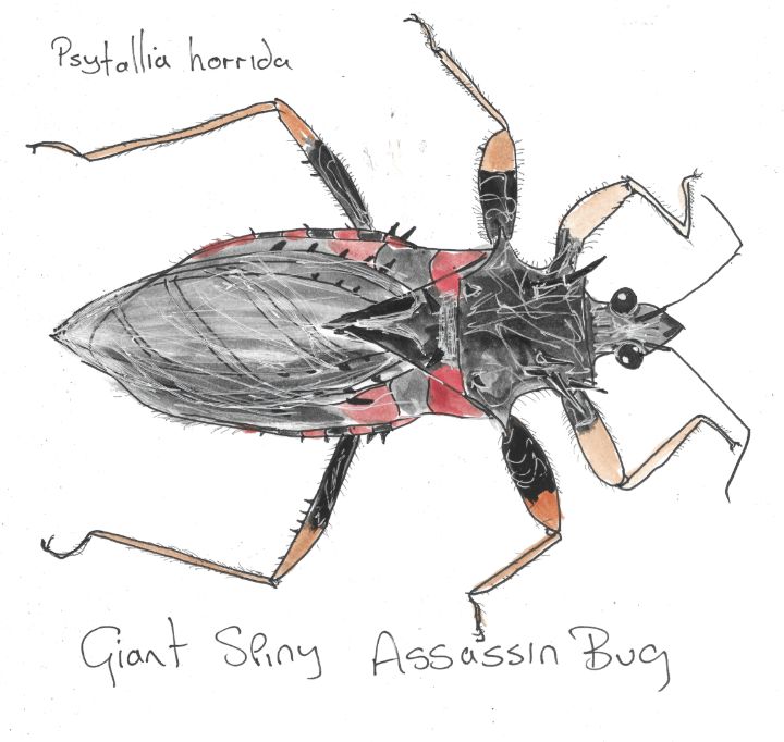 Trebornotrub's tweet photo. Art of the Day! "Giant Spiny Assassin Bug". Buy at: https://t.co/6ORR3xu2YP https://t.co/oqugYsa6Ny