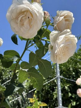 lin880a's tweet photo. The garden whispered, and I stayed awhile. 🌹✨ https://t.co/chuMKVEzHJ