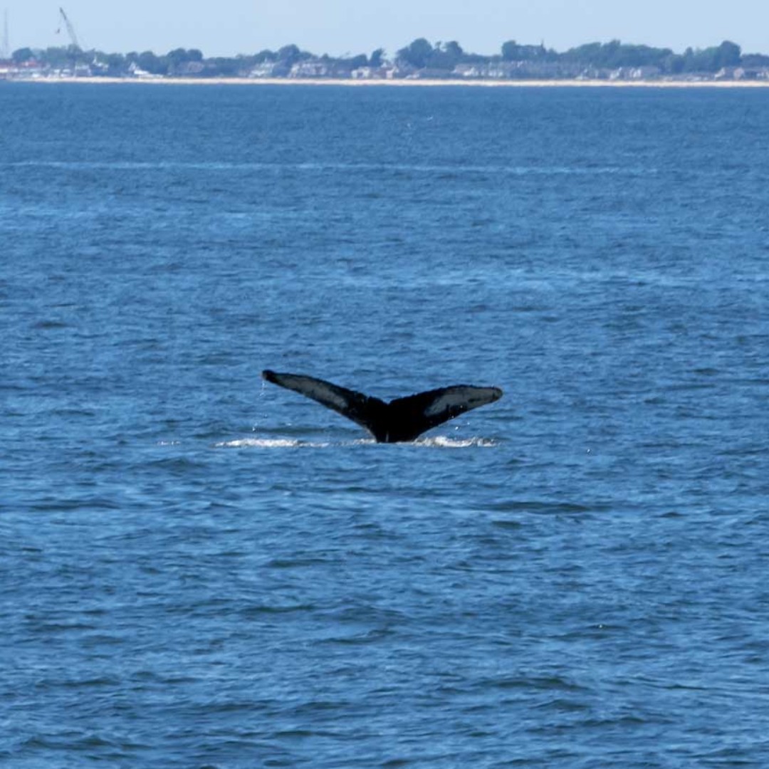 eventcruises's tweet photo. Whale watching season is coming up! This is your sign to book our Whale Watching NYC Adventure cruise and say hi to a Humpback 🐋

🎟️ Book now: https://t.co/GmhFryIMcm https://t.co/mQhgflSLTN