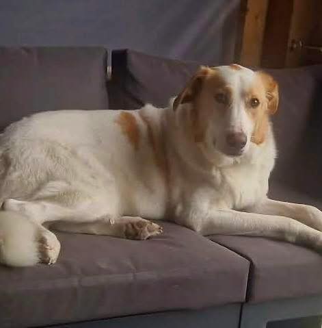 Rescue dogs for rehoming tweet media