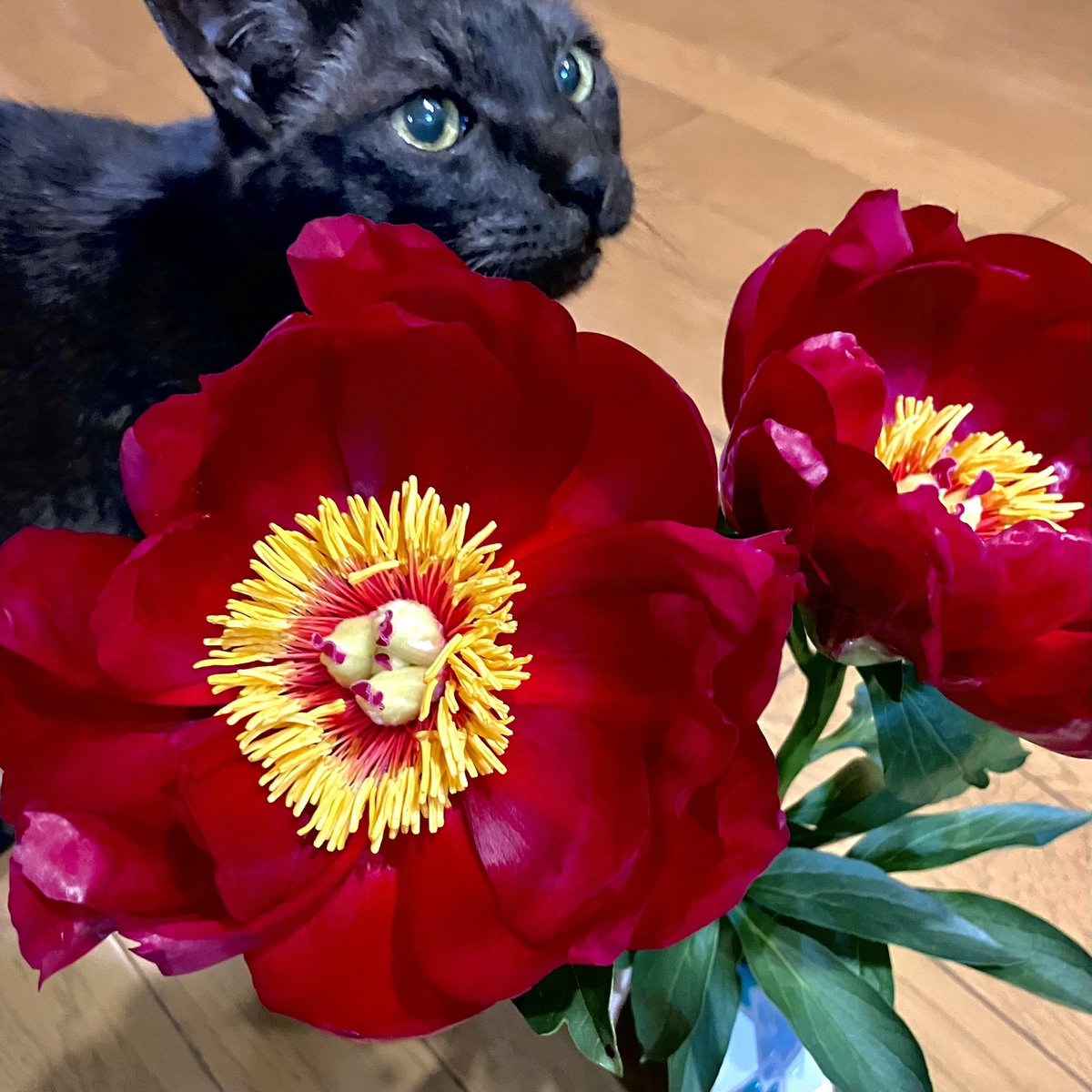 KIN253akane's tweet photo. 芍薬とちっこいパイナップルと
今日の夕焼け https://t.co/E2EIKBpMzI