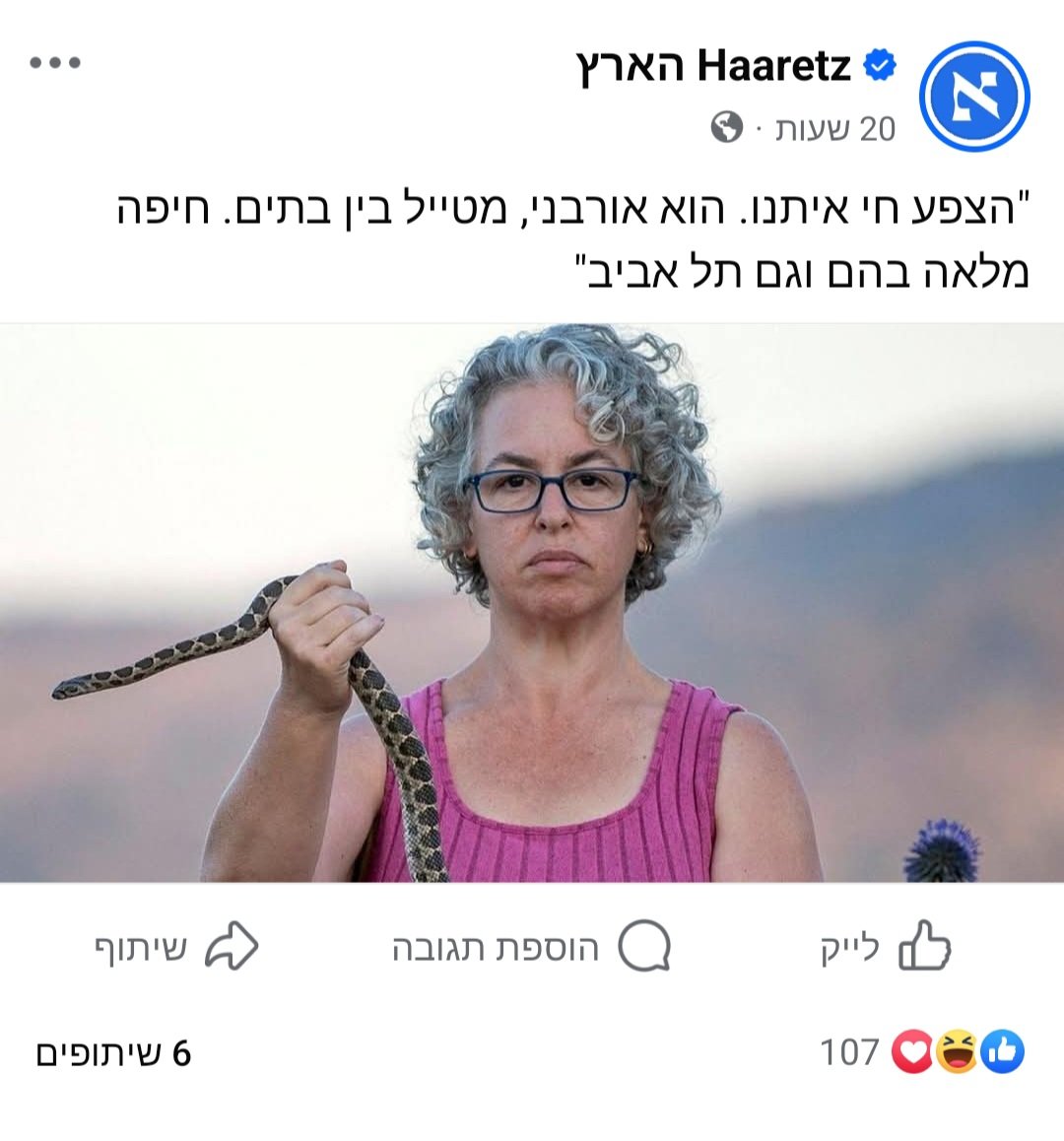 uria shoshani tweet media