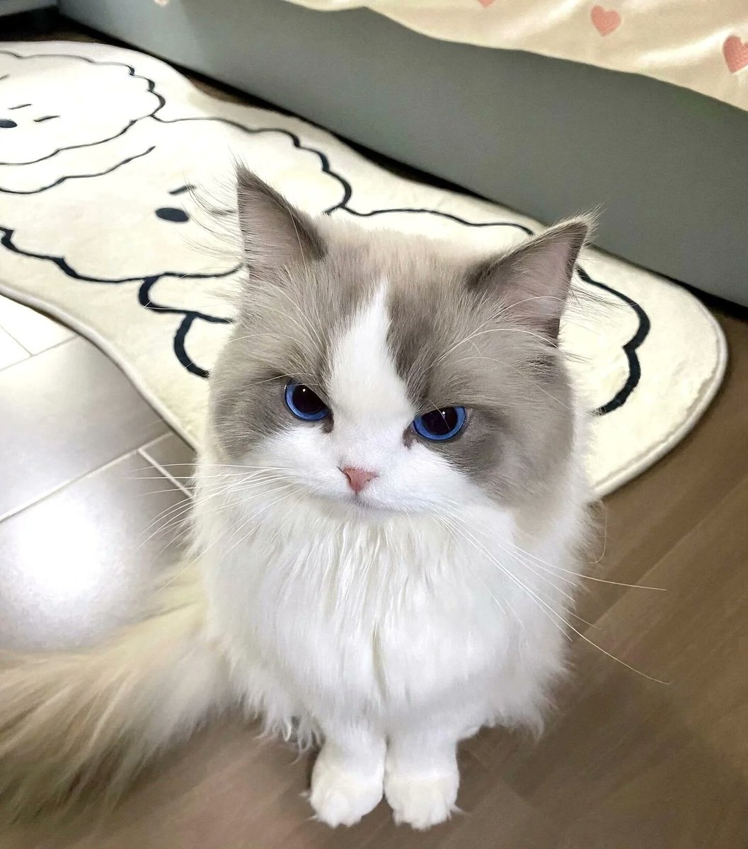 The Cat Aura 𓃠 tweet media