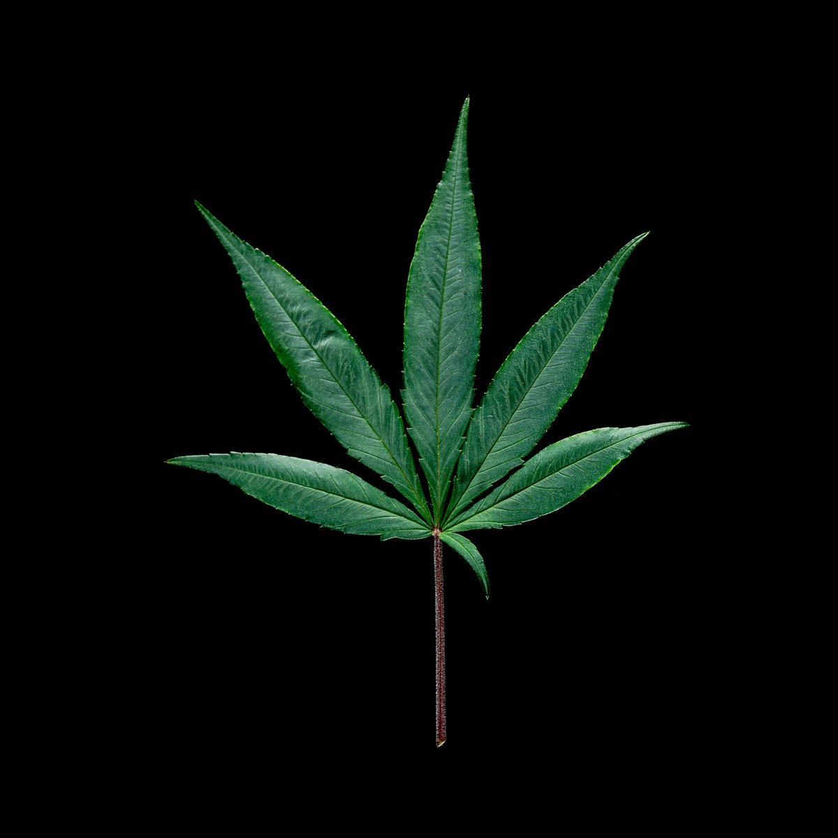 TerpyzGenetics's tweet photo. 🌿🍃👽 https://t.co/ZMV6gHis0A