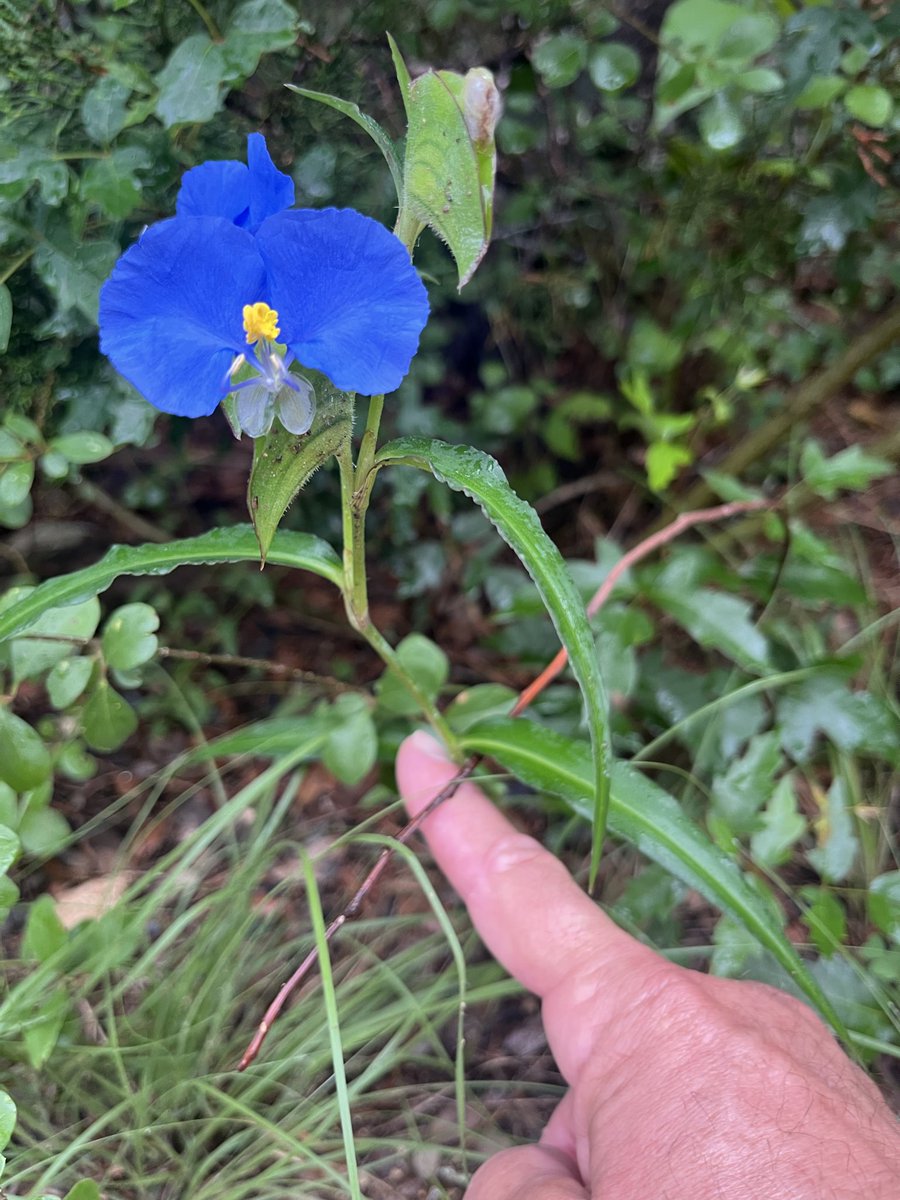 Perlgap's tweet photo. Spring rain investment in #atx paying off. https://t.co/7OdUhxk43F