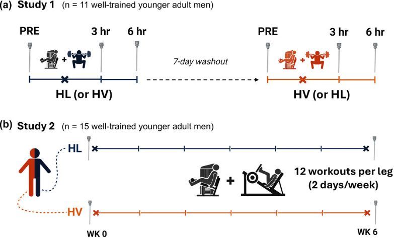 ExpPhysiol's tweet photo. Breanna Mueller et al. (@AuburnU, @VCOMAuburn, @PNWUHealth, @McMasterU) examine skeletal muscle mitochondrial marker responses to a single bout and 6 weeks of high load versus high volume resistance training in previously trained men 

📖 https://t.co/u6i2rVSEVp https://t.co/MWqHwwTauc