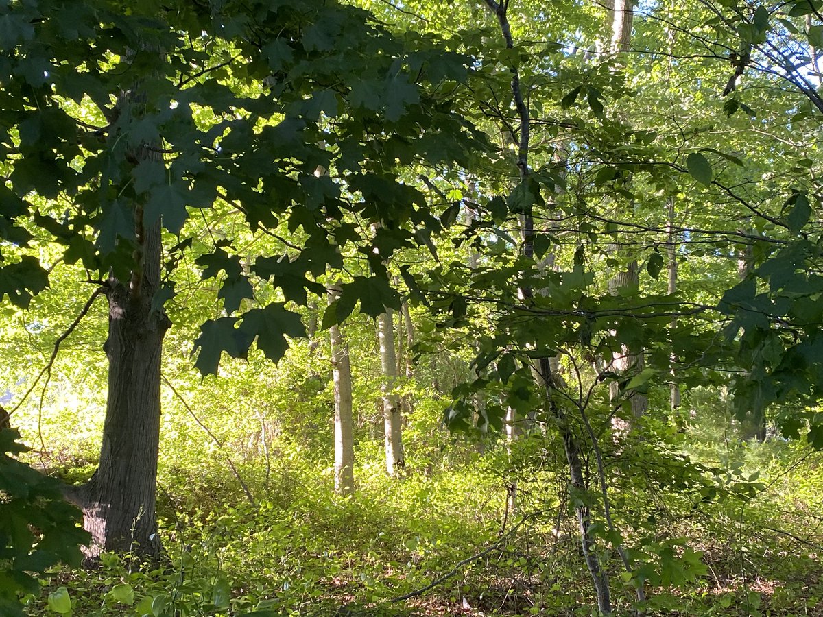 hopecoreism's tweet photo. secret spot https://t.co/vwJj61uKhX