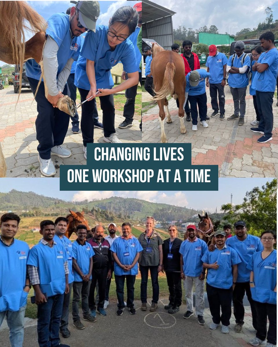 LukeGamble's tweet photo. 🐴 Spotlight Saturday: Our India Equine Programme

Last month, vets from across India joined an equine orthopaedics workshop in Ooty, led by Dr Johanna from Hippomedi. Improving lameness diagnosis means faster, more effective treatment for working horses in need. 🧡

#WVS #Equine https://t.co/nVrcf6js0w