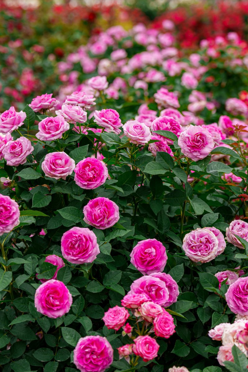 ankoromochia7rv's tweet photo. 華やかに花開く、優しいピンク。

美しいグラデーションにうっとりです✨

#バラ #薔薇 #初夏の花 #花のある暮らし #ファインダー越しの私の世界 https://t.co/66UhV3Zfg5