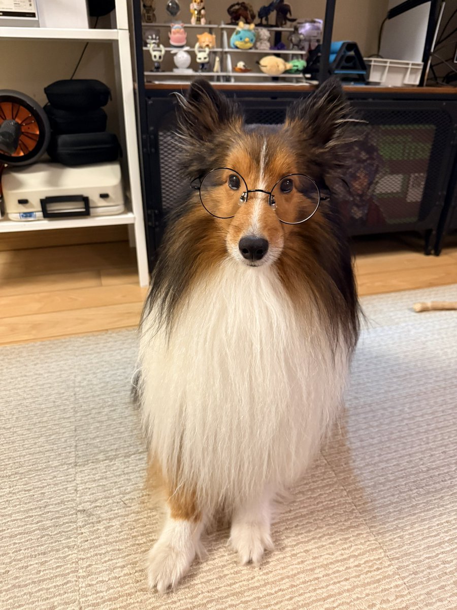 sillydogggge's tweet photo. https://t.co/XDdBzGPxV8