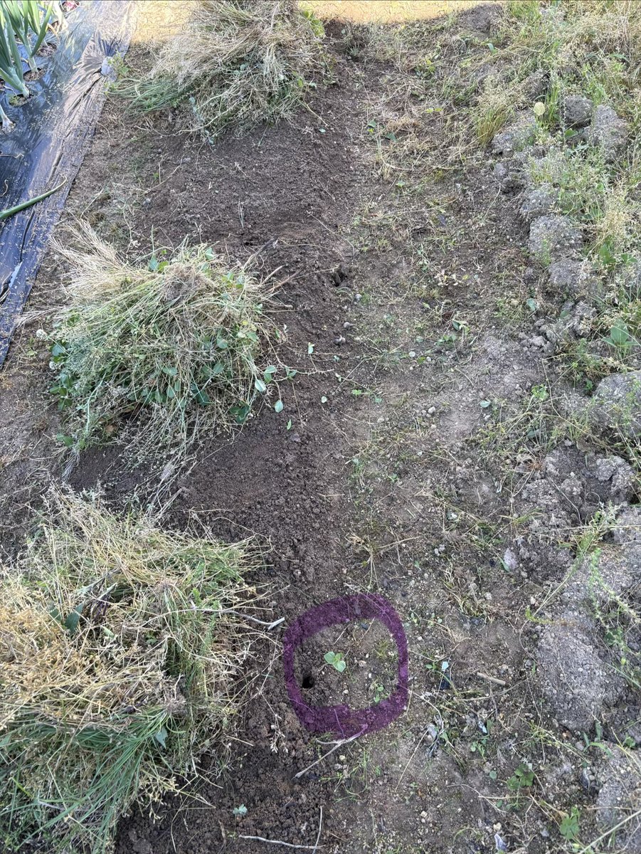WacgC2's tweet photo. こぼれ種から紫蘇🌱ﾆｮｷｯ✨ https://t.co/UIoehUoktP