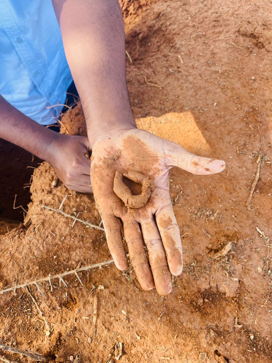 imcsomaliland's tweet photo. IMC completed a field mission in Oodweyne, Ceelxume &amp; Beerato focusing on:

🌱 Soil &amp; Land Suitability Assessment (soil sampling)
🛰️ Land Cover/Land Use field verification

The mission supports accurate land information and evidence-based resource management across Somaliland. https://t.co/gwCCuQzoB3